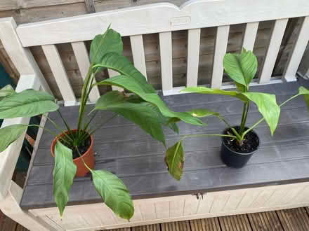 Photo of free Peace lily x 2 (East Ham E6) #1