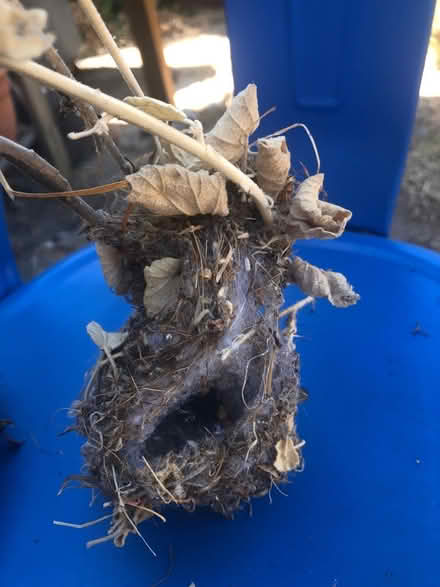 Photo of free Birds’ nests (Cambrian) #3