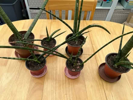 Photo of free Snake Plants (SK15 Stalybridge) #1