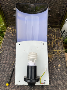 Photo of free Pair of outside lights (Braunston-in-Rutland CP LE15) #4