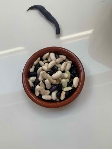 Photo of free Beans (Hoddesdon, EN11) #2