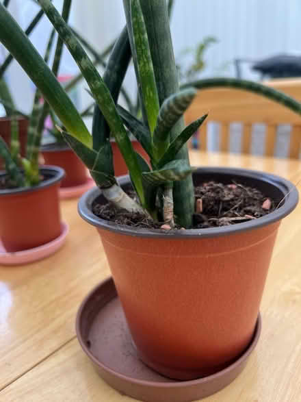 Photo of free Snake Plants (SK15 Stalybridge) #3