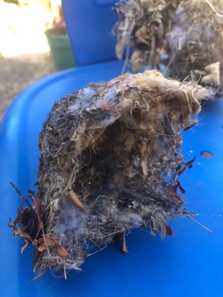 Photo of free Birds’ nests (Cambrian) #1