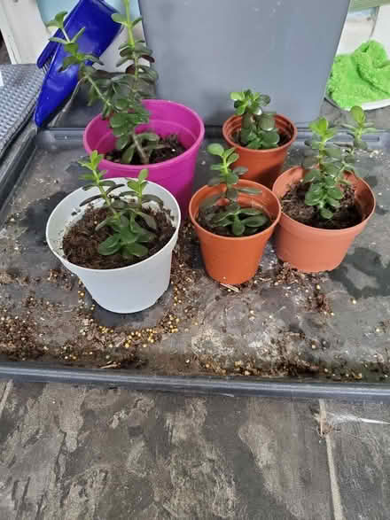 Photo of free Plants (Darwen BB3) #1