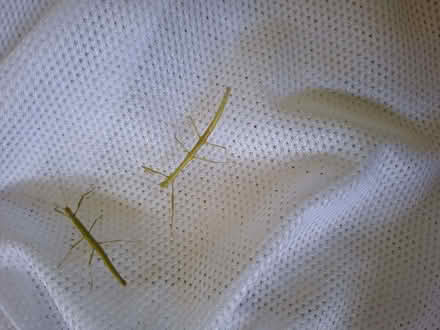 Photo of free Stick insects (Divinity Road OX4) #1