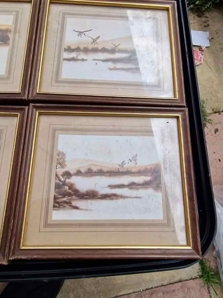Photo of free 5 small pictures of birds (Luton LU2) #3