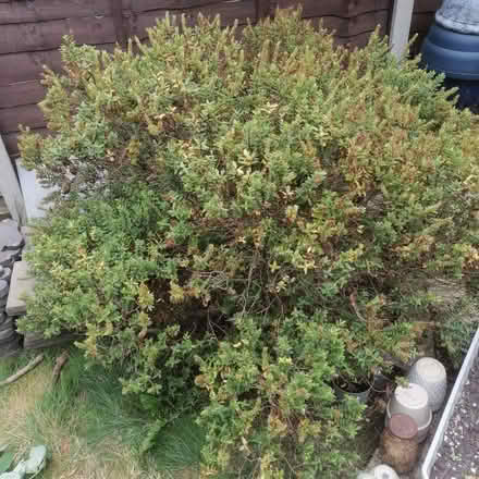Photo of free Hebe (Leicester) #1