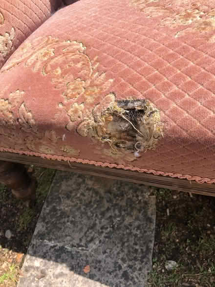 Photo of free Old chaise lounge needs tlc (Alverstoke) #4