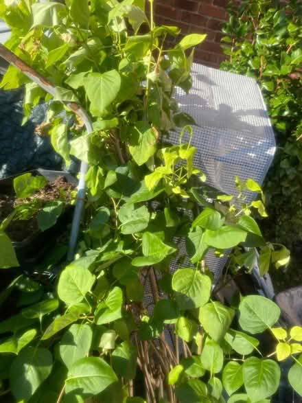 Photo of free Outdoor plant (Kimberley NG16) #1