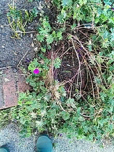 Photo of free Geranium and oregano plants (Old Woking GU22) #1