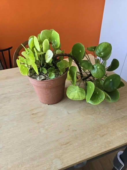 Photo of free Chinese money plant (large) (St Albans) #1