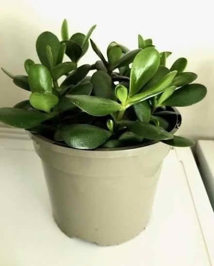 Photo of free Crassula Ovatum (Money Plant) houseplant. (Wheatley OX33) #1