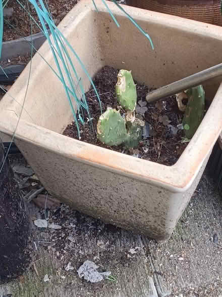 Photo of free Plant pots (Archway N19) #2