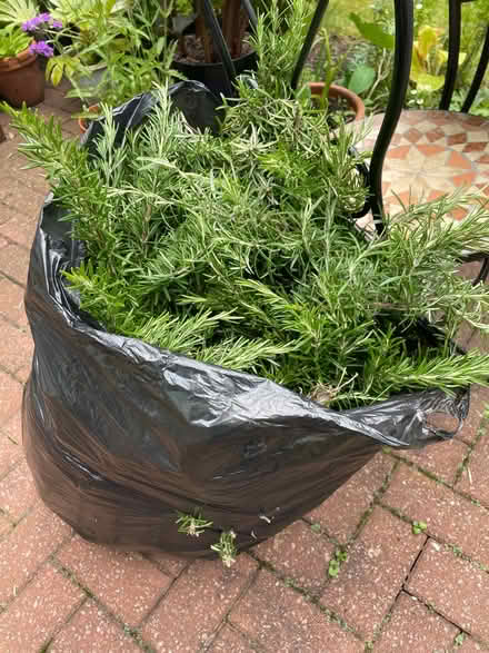Photo of free Rosemary Cuttings (Hendon NW4) #1