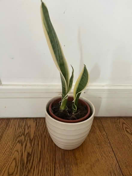 Photo of free Snake plant (East Dulwich) #1