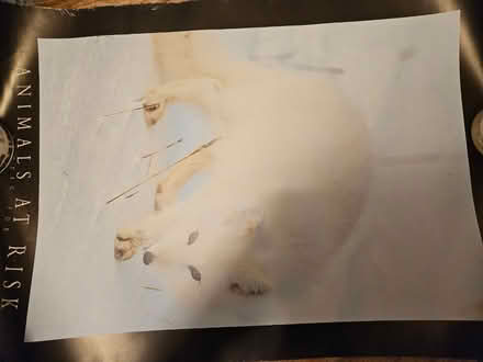 Photo of free Set of animal posters (Kings Heath B14) #3