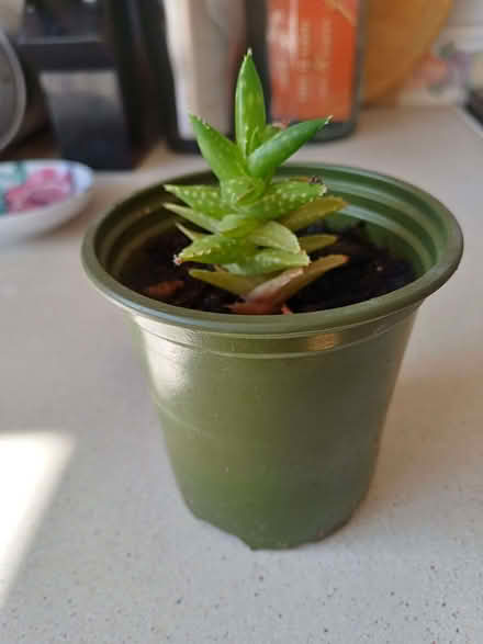 Photo of free Indoor succulent (c) (Morley DE21) #1