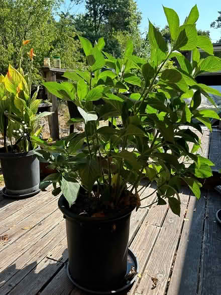 Photo of free White hydrangea 4’ tall (Woodacre Flats) #1