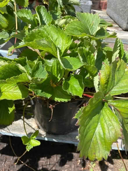 Photo of free Strawberry plants (Gerrards Cross SL9) #2
