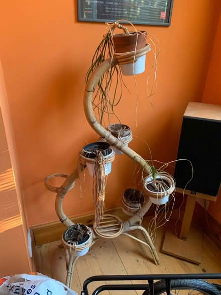 Photo of free Plant Stand (CT10) #1