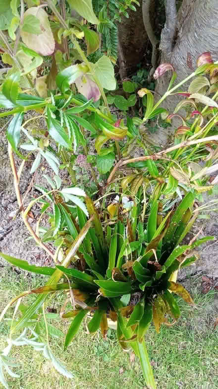 Photo of free Pond plants (Pannal HG2) #2