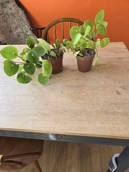 Photo of free Chinese money plants x 2 (St Albans) #1