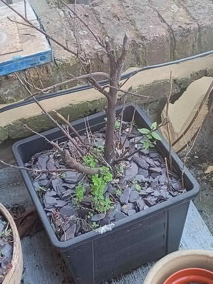 Photo of free Plant pots (Archway N19) #4