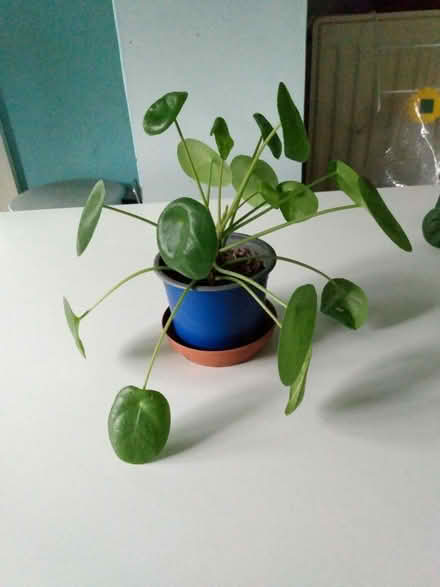 Photo of free House plants (Shurdington GL51) #3
