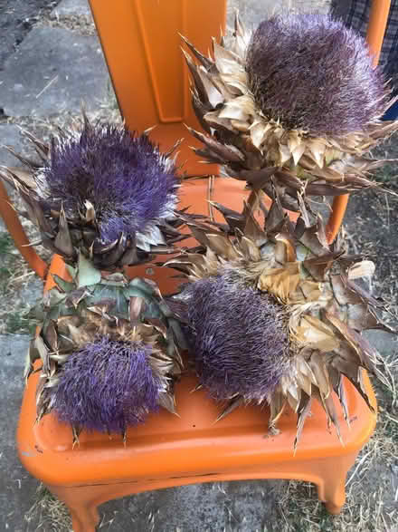 Photo of free Dried artichoke (Cambrian) #1