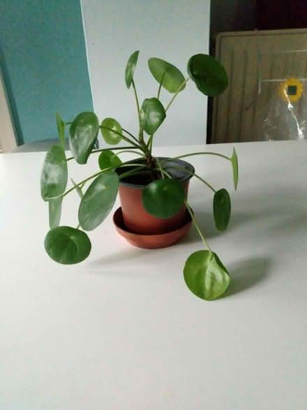 Photo of free House plants (Shurdington GL51) #2