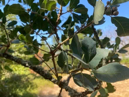 Photo of free small blue oak branches (los altos library) #1