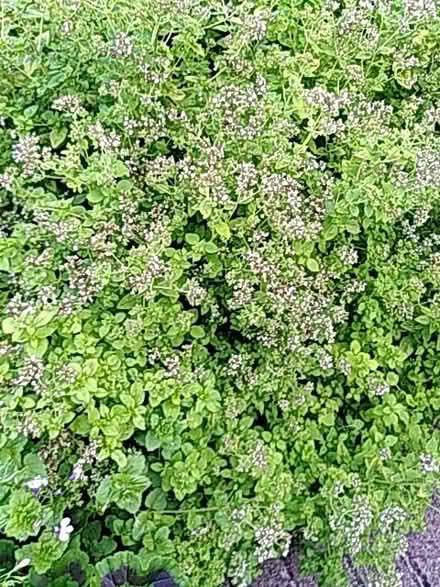 Photo of free Geranium and oregano plants (Old Woking GU22) #2