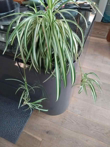 Photo of free Spider plant (Ingol PR2) #1