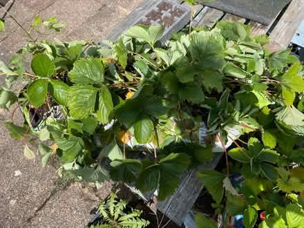 Photo of free Strawberry plants (Gerrards Cross SL9) #3