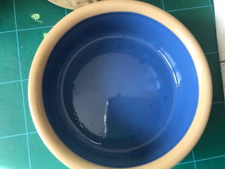 Photo of free Rabbit food/water bowl (SE10 near Deptford Bridge DLR) #1
