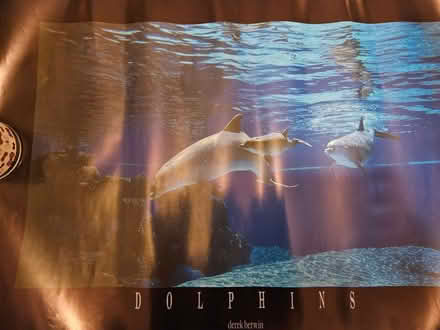 Photo of free Set of animal posters (Kings Heath B14) #2