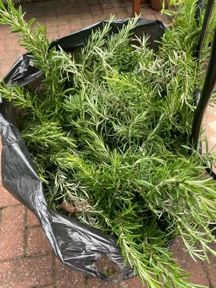 Photo of free Rosemary Cuttings (Hendon NW4) #2