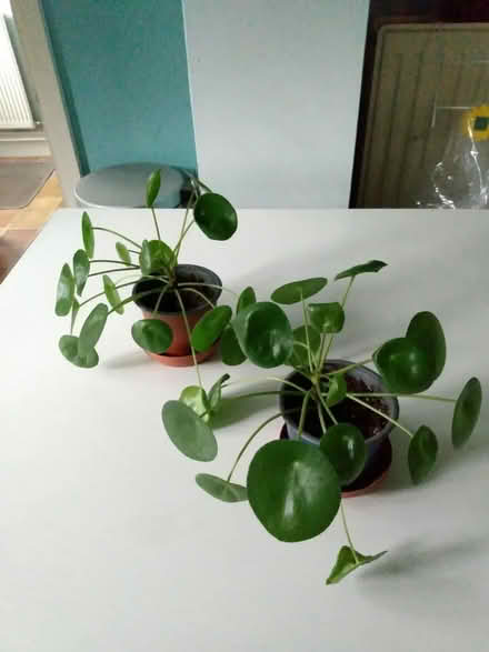Photo of free House plants (Shurdington GL51) #1