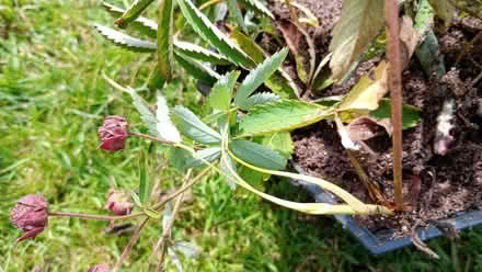 Photo of free Pond plants (Pannal HG2) #1