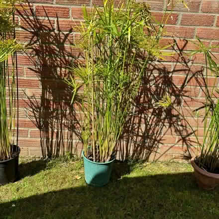 Photo of free Umbrella grass plants (Sheringham, Norfolk NR26) #1