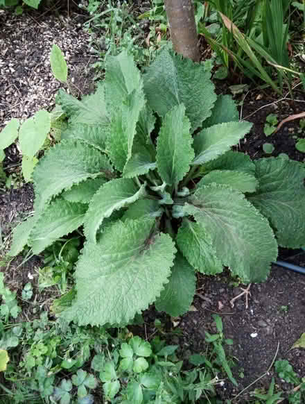 Photo of free Foxglove(s) (Drylaw EH4) #1