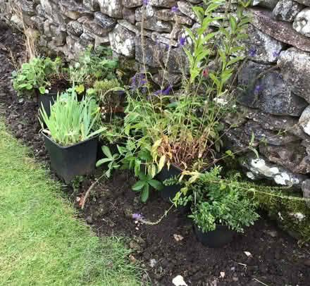 Photo of free Ten Cottage Garden Plants (Great Strickland CA10) #1