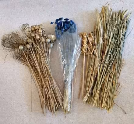 Photo of free Dried harvest stems (Collier Row RM5) #1