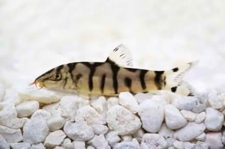 Photo of free Ancistrus and two yoyo loach (Farnham GU9) #2