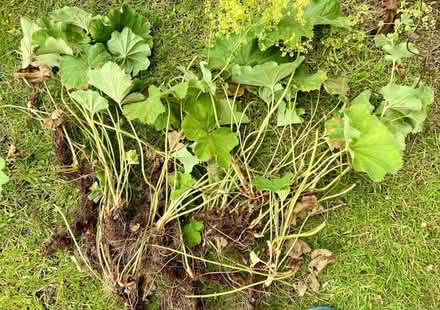 Photo of free Alchemilla Mollis / Lady’s Mantle (Bannockburn FK7) #1