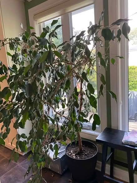 Photo of free Fig Tree (Old Barrhaven) #1