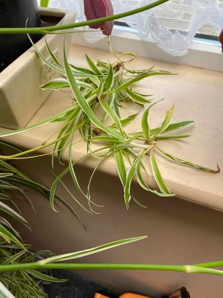 Photo of free Baby spider plants (Hildenborough TN11) #2