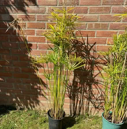 Photo of free Umbrella grass plants (Sheringham, Norfolk NR26) #3