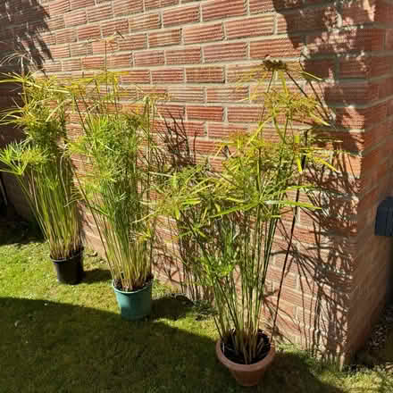 Photo of free Umbrella grass plants (Sheringham, Norfolk NR26) #2