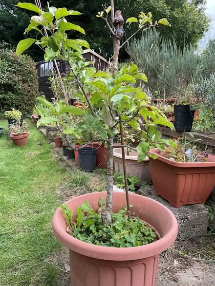 Photo of free Apple Tree (Leeds LS14) #1